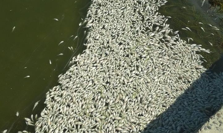 В Витовском районе в акватории Бугского лимана массовая гибель рыбы и креветок
