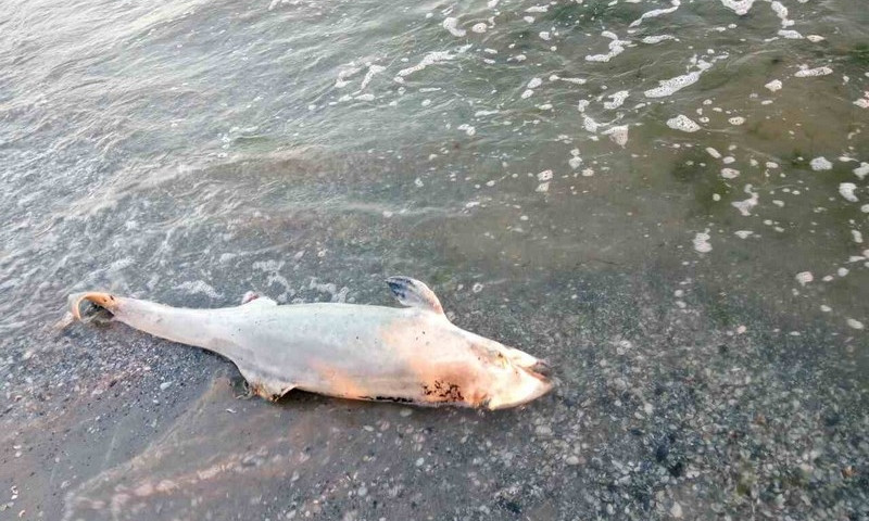 Маленького дельфина выбросило на пляж на Кинубрнской косе