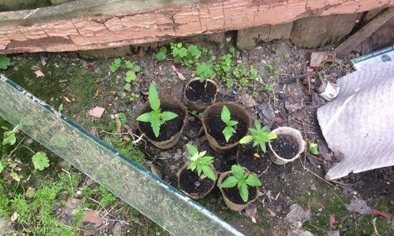 Житель Николаевщины выращивал наркотические вещества в цветочных горшках