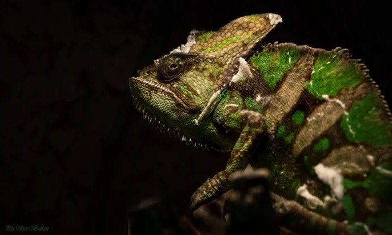Во Всемирный день ящерицы Николаевский зоопарк демонстрирует своих забавных "дракончиков"