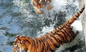 В Николаевском зоопарке у пары амурских тигров Гелиоса и Пенелопы родился малыш