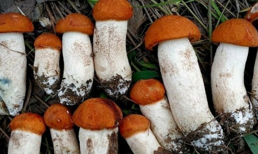 Николаевщина попала в пятерку областей по отравлению грибами