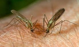 В Николаеве «Центр защиты животных» хочет бороться с комарами