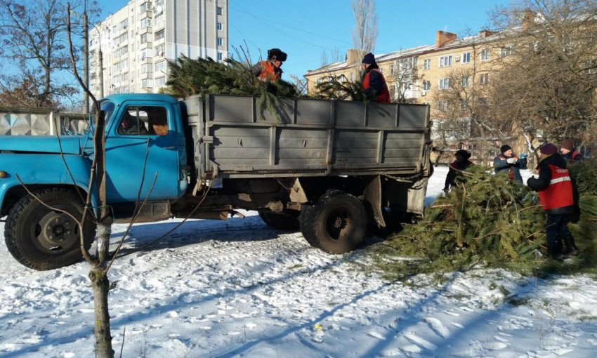 Жителей Николаева просят передавать елки в зоопарк, а не выбрасывать