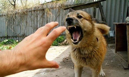 В департаменте ЖКХ Николаева рассказали, с каких денег заплатят за укусы собак