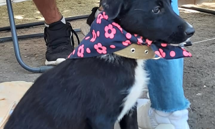 Уже  7 четвероногих нашли дом и хозяев – необычная выставка собак в Николаеве дала «плоды» 