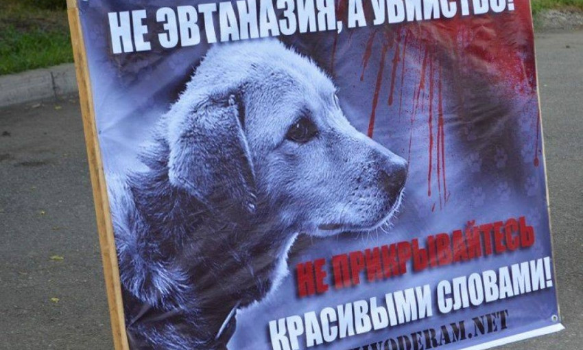 Николаевцев приглашают на митинг в защиту бездомных животных