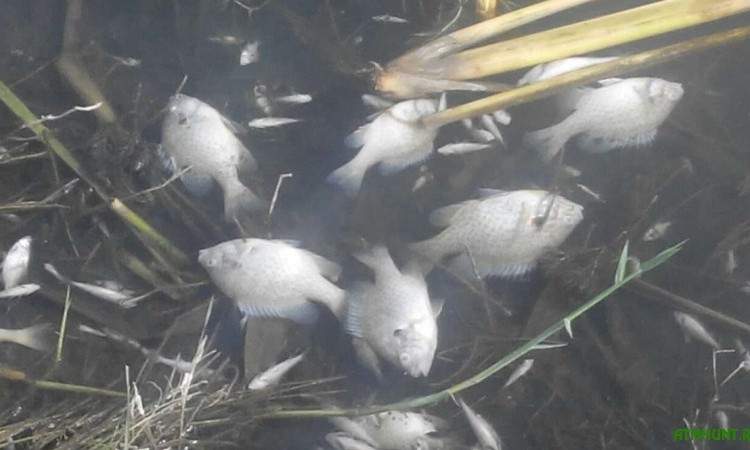 Молодая рыба погибла на Николаевском водохранилище