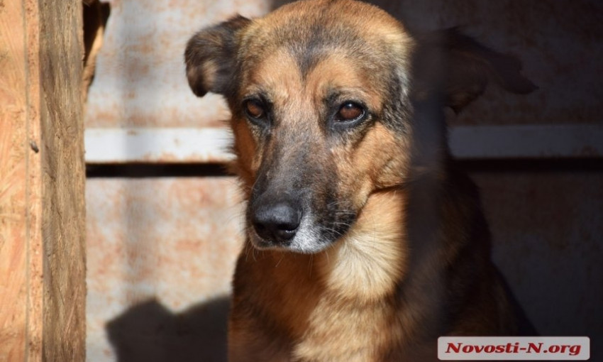 Николаевская полиция хочет закрыть дело об уничтожении собак в «Центре защиты животных» - адвокат