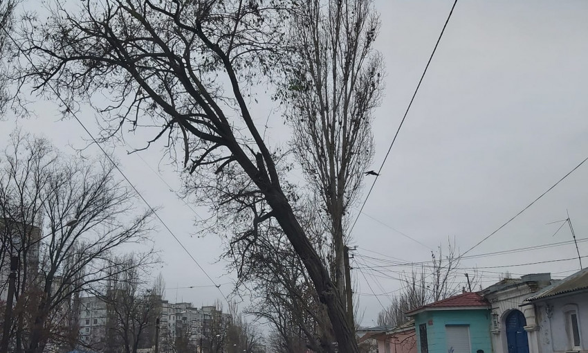 В центре Николаева убрали аварийное дерево 