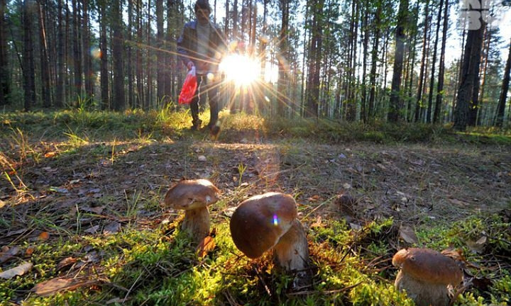 Двое детей в Николаевском районе отравились грибами