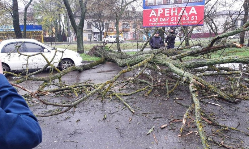На Чкалова на проезжую часть упало дерево, заблокирован проезд транспорта