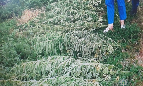 В Доманевском районе местный житель выращивает и хранит наркозелье, у него изъяли 61 куст конопли и более 3 кг каннабиса