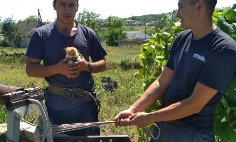 На помощь котенку прибыли спасатели Николаевщины