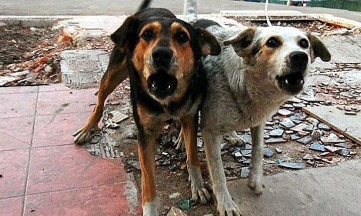 Николаевский ДЖКХ объявил повторный тендер по регулированию численности собак на почти 10 млн 