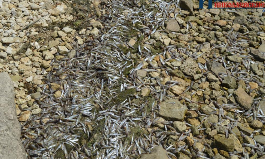 В Николаевских водоемах массово гибнет рыба