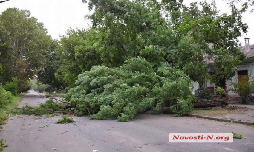 В Николаеве сильный ветер валит деревья и столбы - объявлено штормовое предупреждение