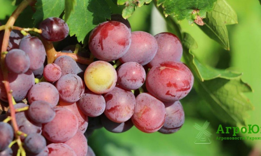 Николаевский фермер за 6 лет вывел 300 собственных сортов винограда