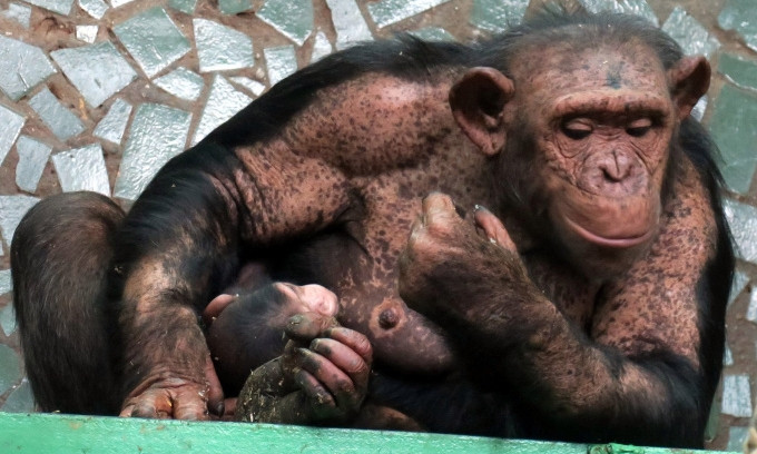 Самка шимпанзе в Николаевском зоопарке родила малыша