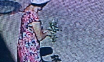 Николаевцы продолжают воровать цветы с клумб, это фиксируют видеокамеры 