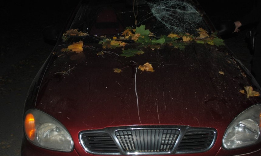 В Николаеве дерево упало прямо на автомобили «Деу» и «Фольксваген»