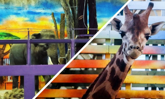 Ссоры у жирафов и воспитание слонов: в Николаевском зоопарке рассказали о поведении новых обитателей