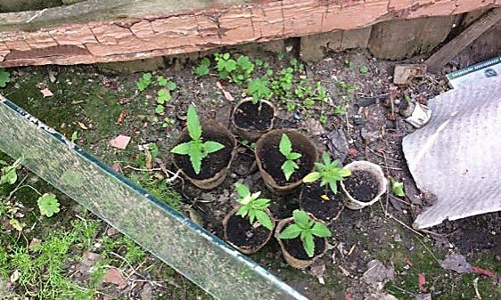 Полиция похвасталась, что изъяла у жителя Николаевщины ростки конопли в вазонах