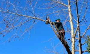 Мэр Николаева подписал мораторий на вырубку деревьев