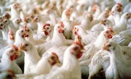 Ряд стран отказались от украинской курятины: птичий грипп на Николаевщине