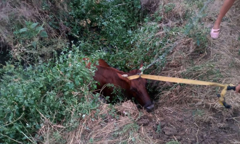 На Николаевщине корова упала в колодец, - помогли спасатели 