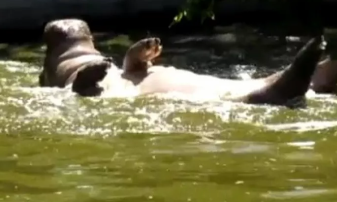 В Николаеве бегемотиха плавает вверх ногами (видео) 