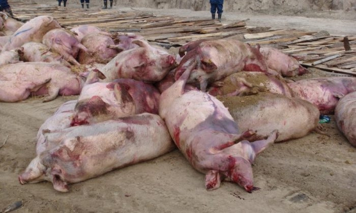 1,3 миллиона гривен выделили на компенсацию за свиней в результате африканской чумы