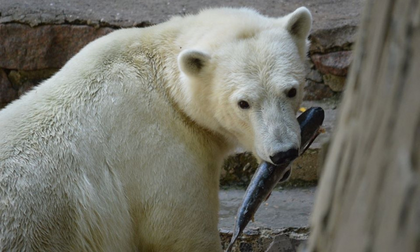 Белую медведицу в Николаевском зоопарке побаловали любимым лакомством 