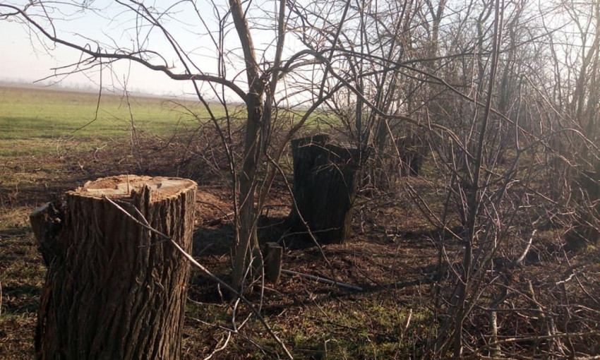 На Николаевщине в лесопосадке от акаций и вязов осталось 150 пней