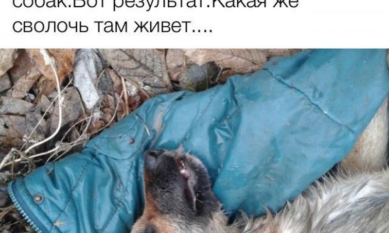 На Николаевщине массово травят собак и котов