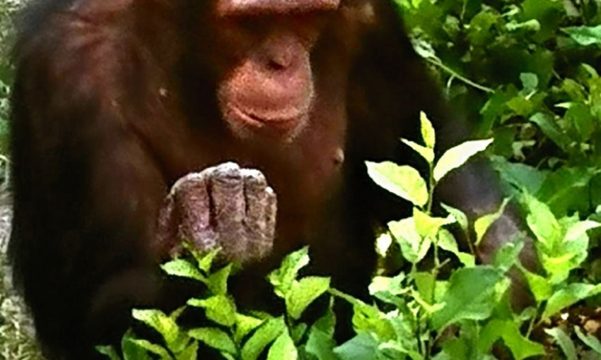 День шимпанзе сегодня отмечают в Николаевском зоопарке 