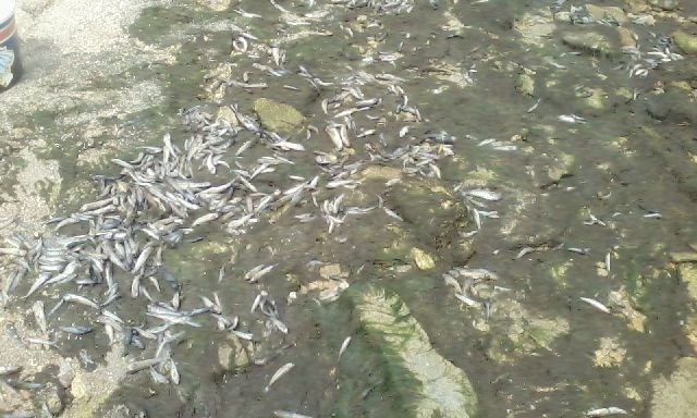 Массовый мор рыбы в одном из лиманов Очаковского района