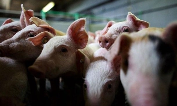 Владельцу зараженных африканской чумой свиней компенсируют их забой