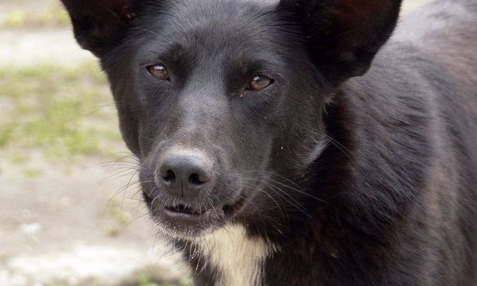 В Южноукраинске агрессивная собака нападает на людей