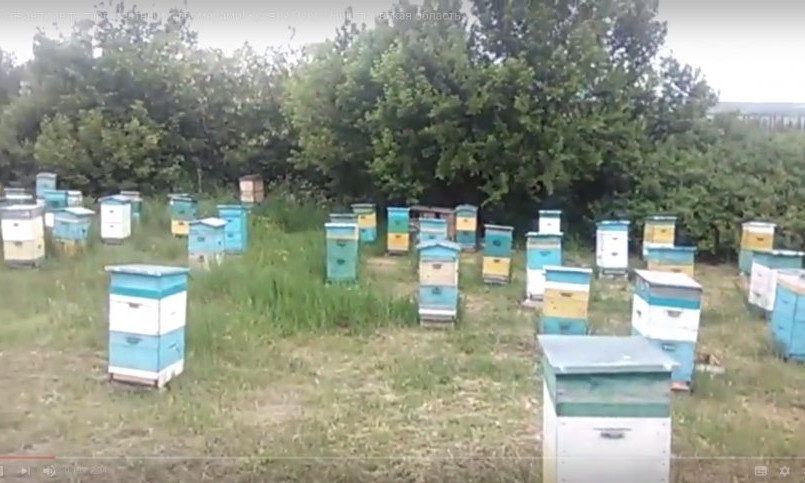 На Николаевщине зафиксирована массовая гибель пчел