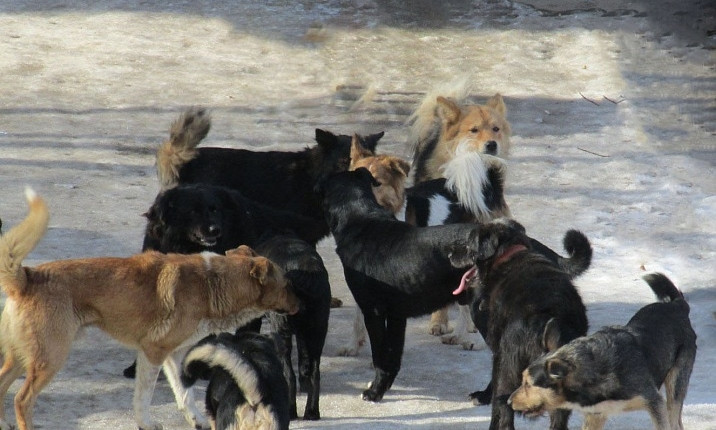 На Николаевском городском сайте появилась петиция об усыплении собак