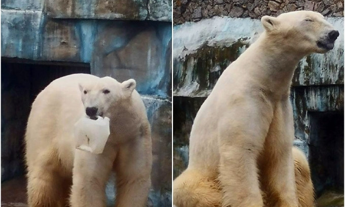 В Николаевском зоопарке «цари Ледовитого океана» весело отметили свой международный день