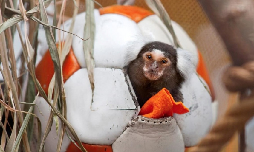 Николаевский зоопарк просит николаевцев привозить им мячи, чтобы разнообразить быт животных