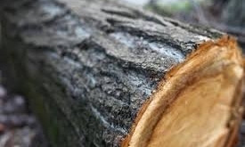 На Николаевщине мужчина за вырубку леса на 62,5 тыс грн заплатит штраф