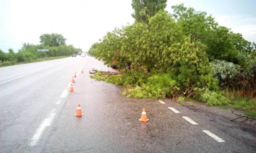 В Николаевской области из-за непогоды упали деревья