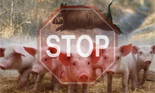 На свалке в Николаевской области нашли туши свиней, зараженных африканской чумой
