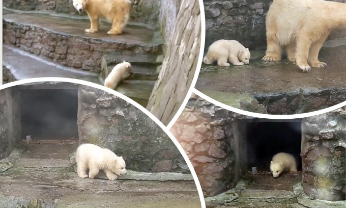 В Николаевском зоопарке белый медвежонок впервые увидел мир и неуклюже полазил по ступенькам