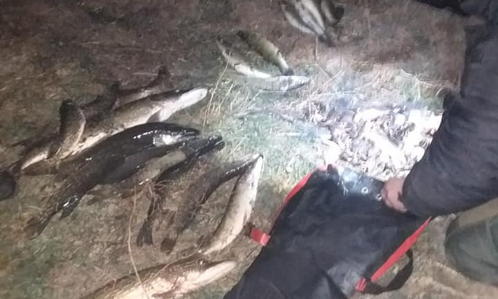На Николаевщине браконьеры нанесли вред рыбному хозяйству на 12 тысяч гривен