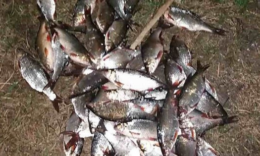 На Николаевщине поймали браконьера, который вылавливал рыбу сетями