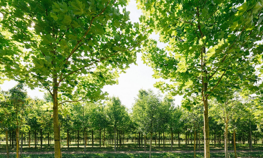 В Николаевской области высадят более 100 деревьев в память об узниках концлагеря в Богдановке